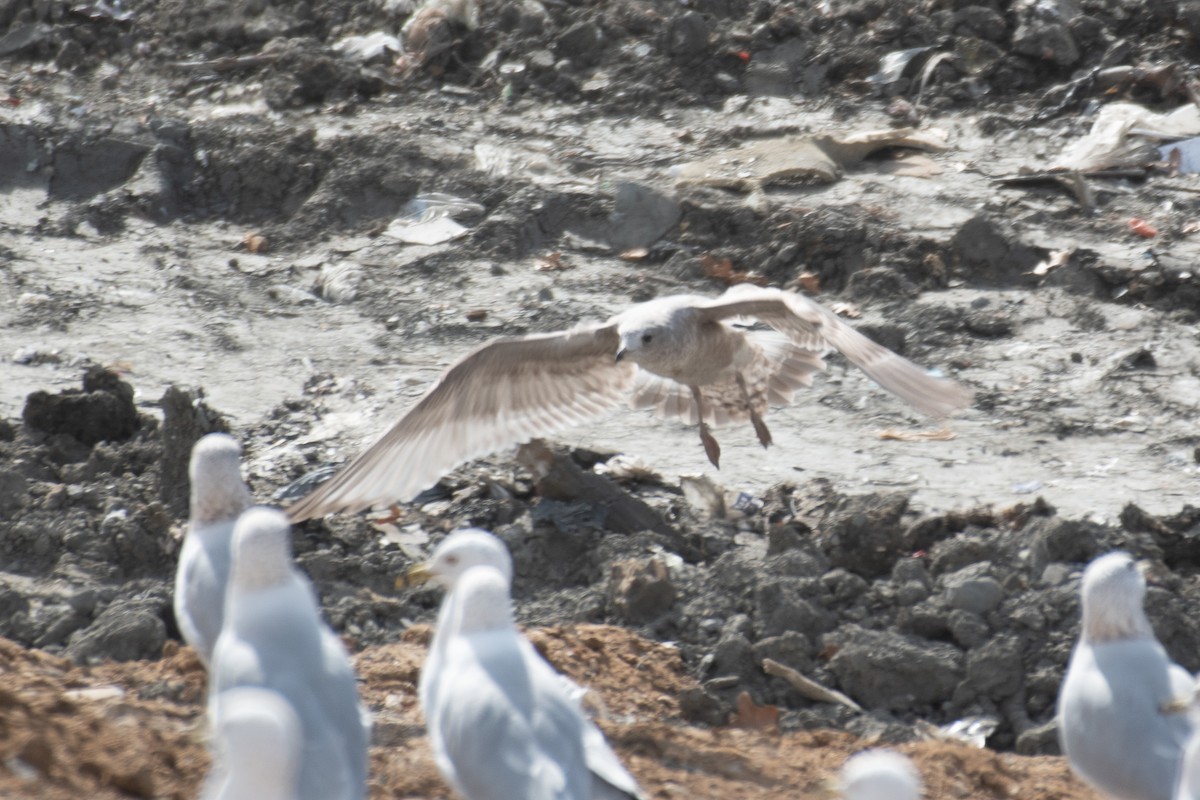 Short-billed Gull - ML650583467