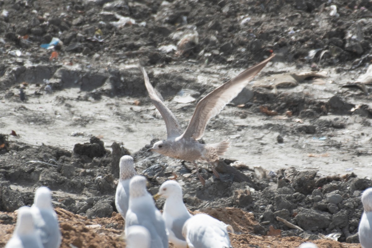 Short-billed Gull - ML650583468