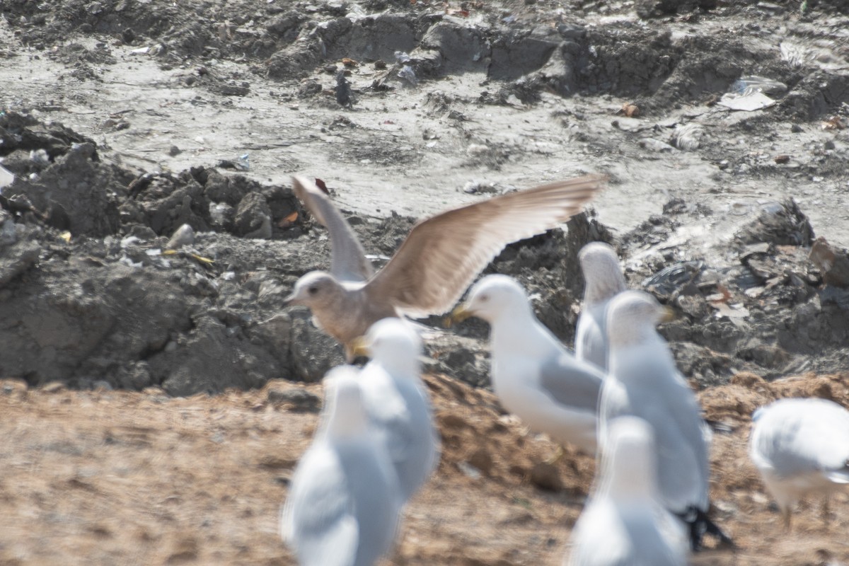 Short-billed Gull - ML650583469