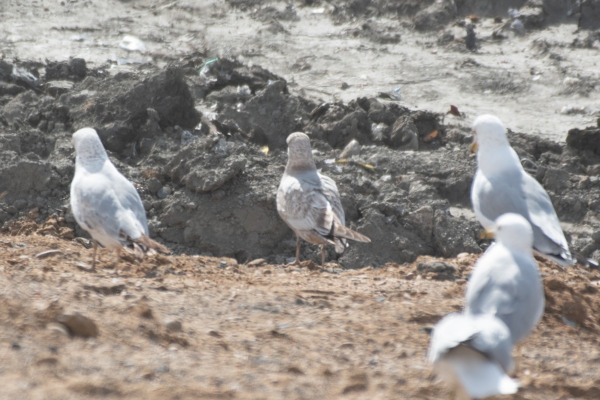 Short-billed Gull - ML650583470