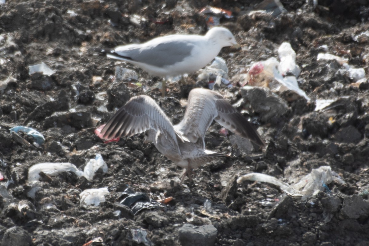 Short-billed Gull - ML650583471