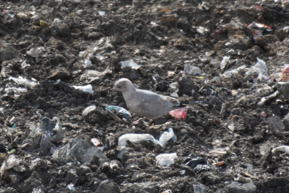 Short-billed Gull - ML650583472