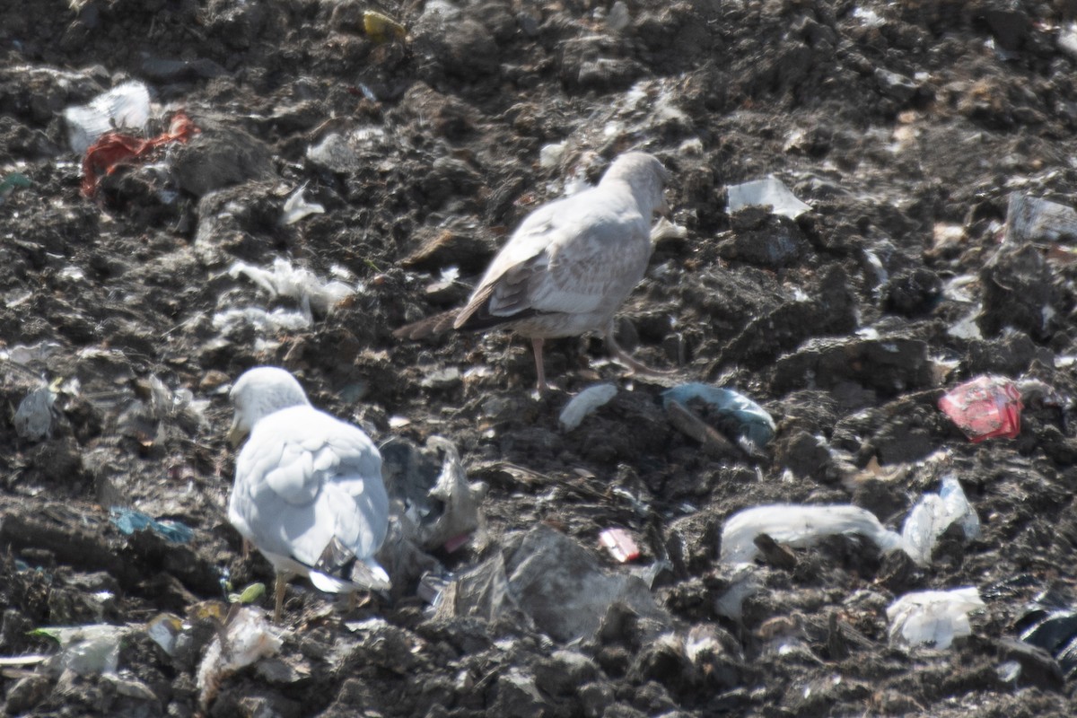Short-billed Gull - ML650583473