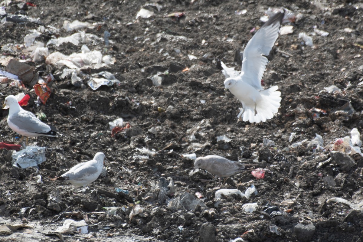 Short-billed Gull - ML650583474