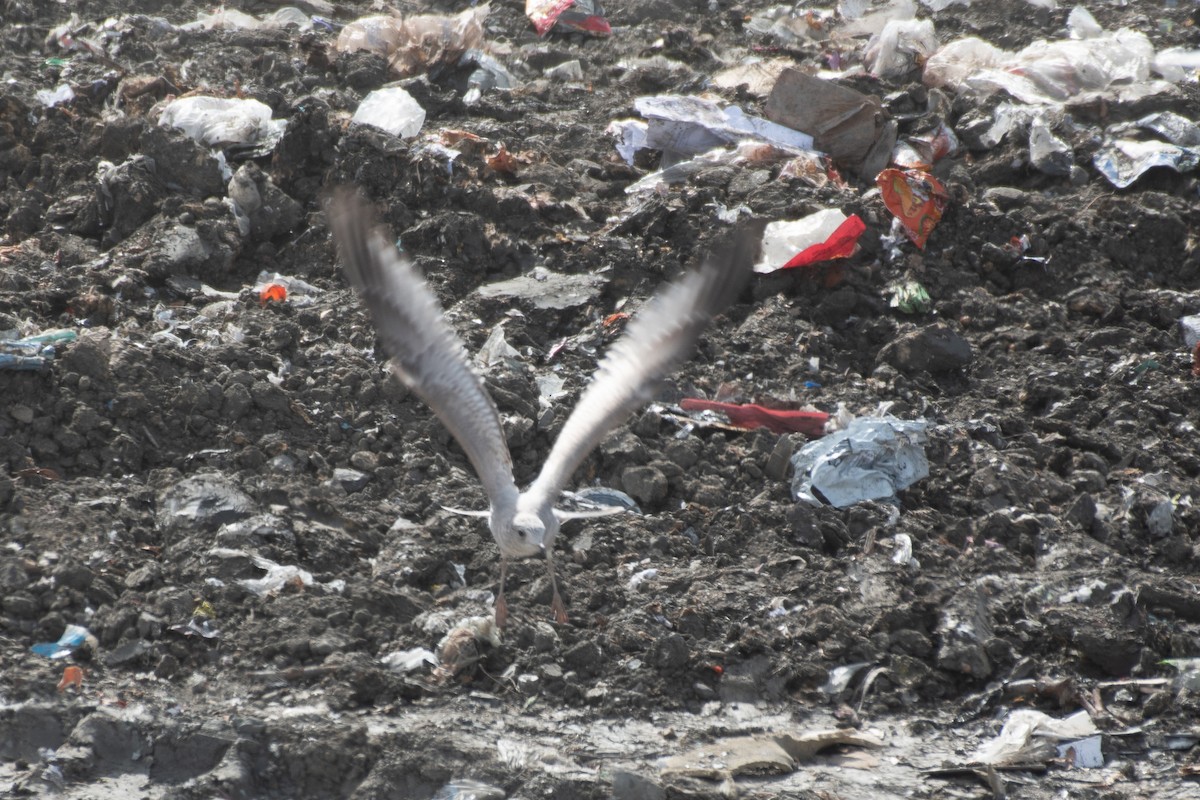 Short-billed Gull - ML650583475