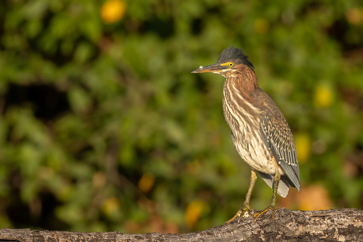 Green Heron - ML650583500