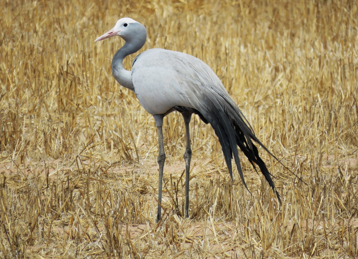 Blue Crane - ML650583654