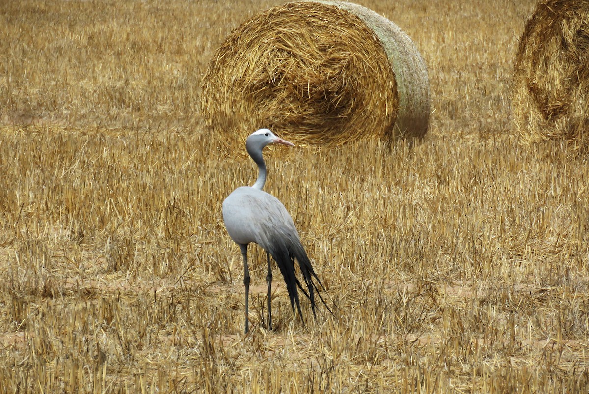 Blue Crane - ML650583681