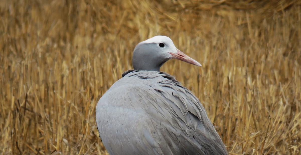 Blue Crane - ML650583698