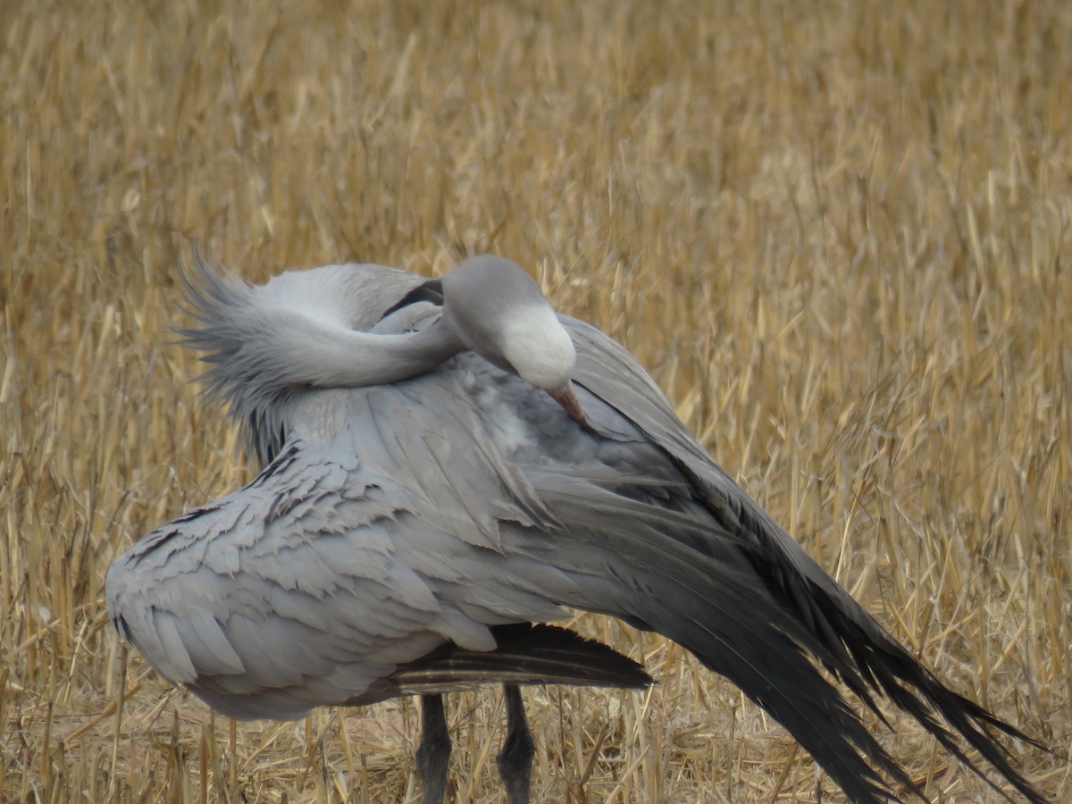 Blue Crane - ML650583725