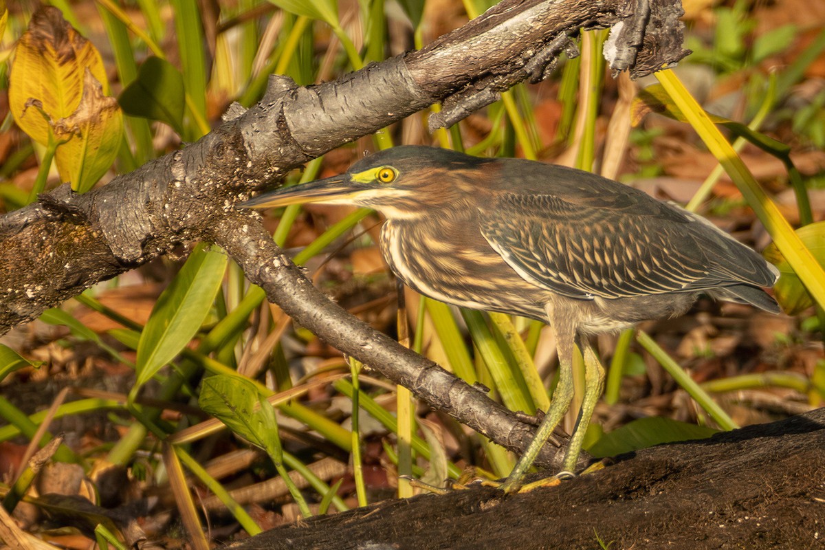 Green Heron - ML650583740