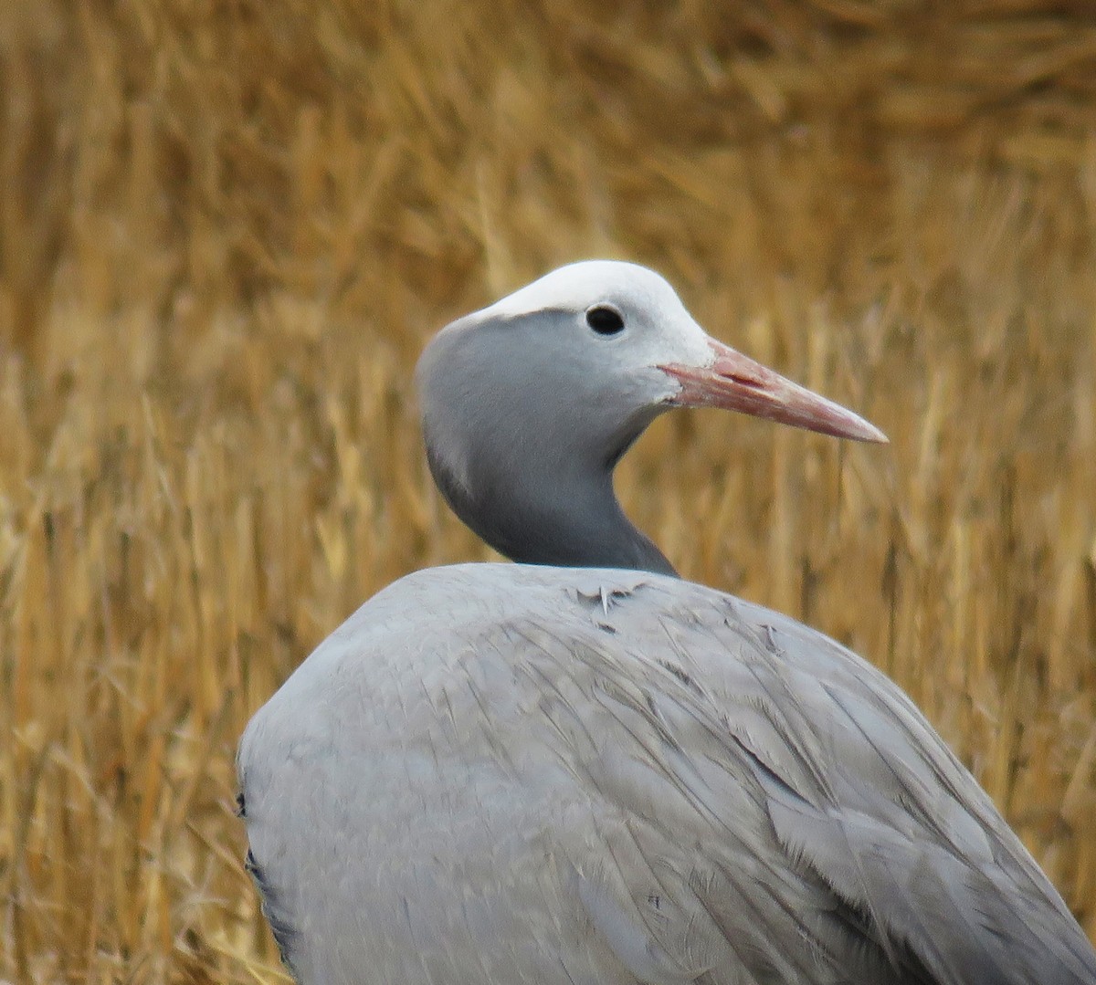 Blue Crane - ML650583793