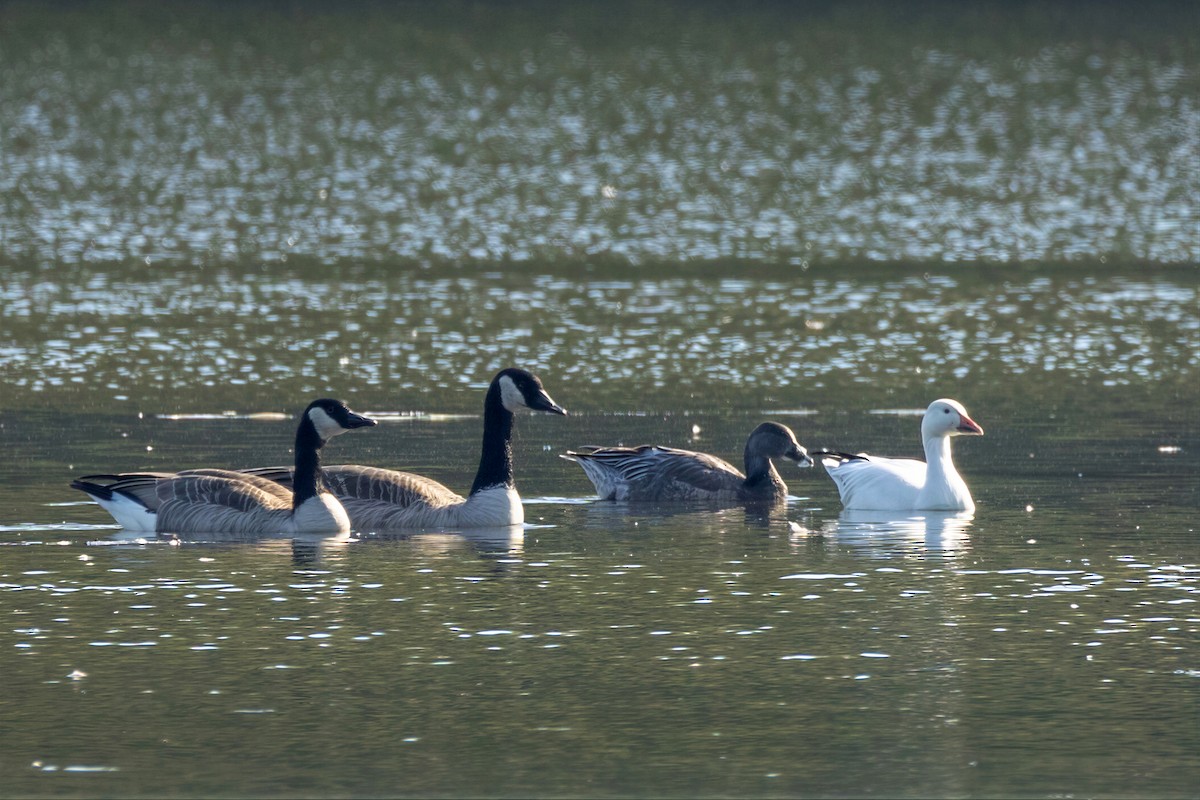 Snow Goose - ML650584024