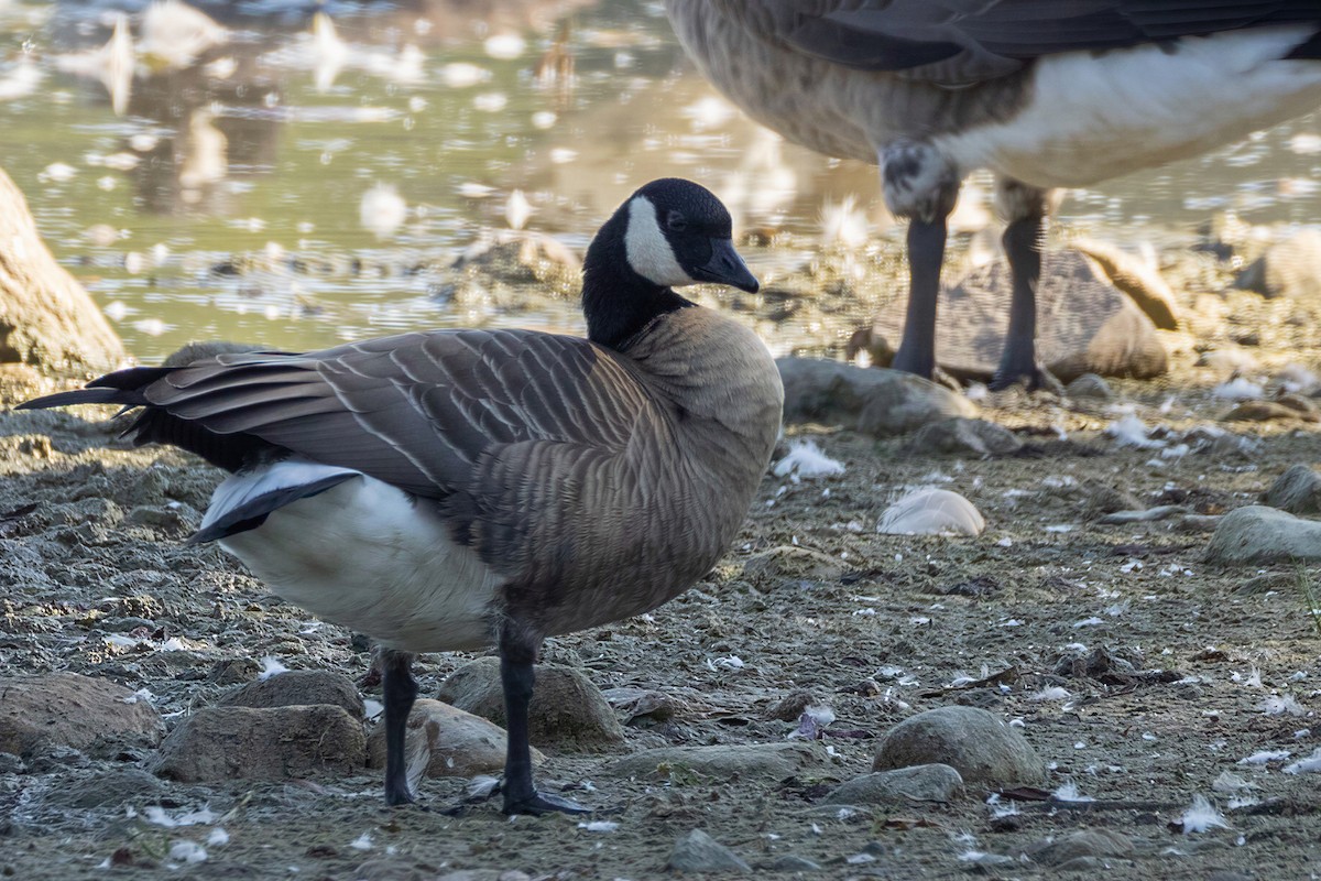 Cackling Goose - ML650584169