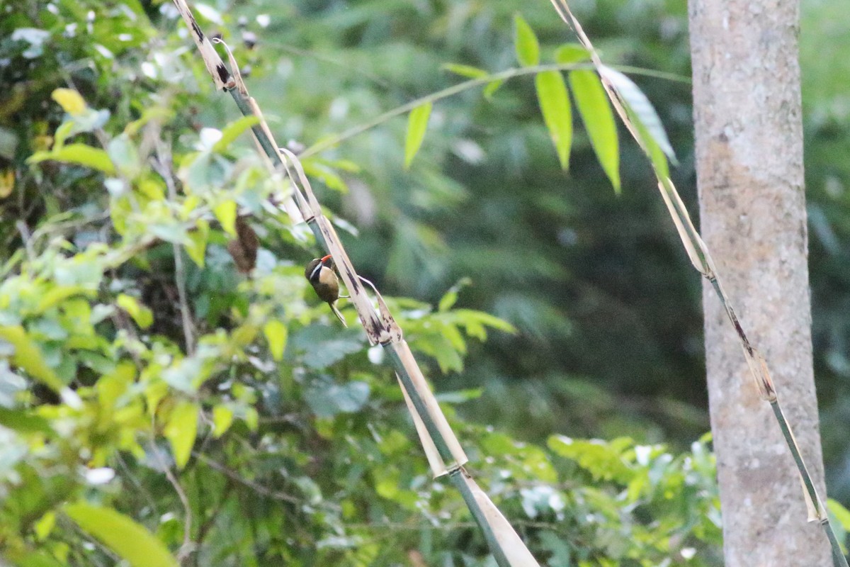 Силамбан буроголовий - ML650584198