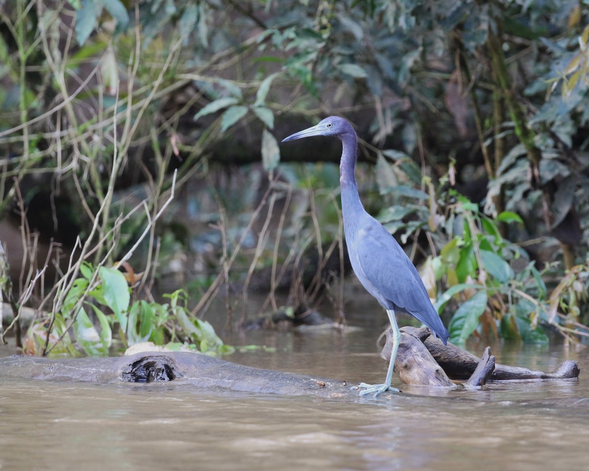 blåhegre - ML650584226