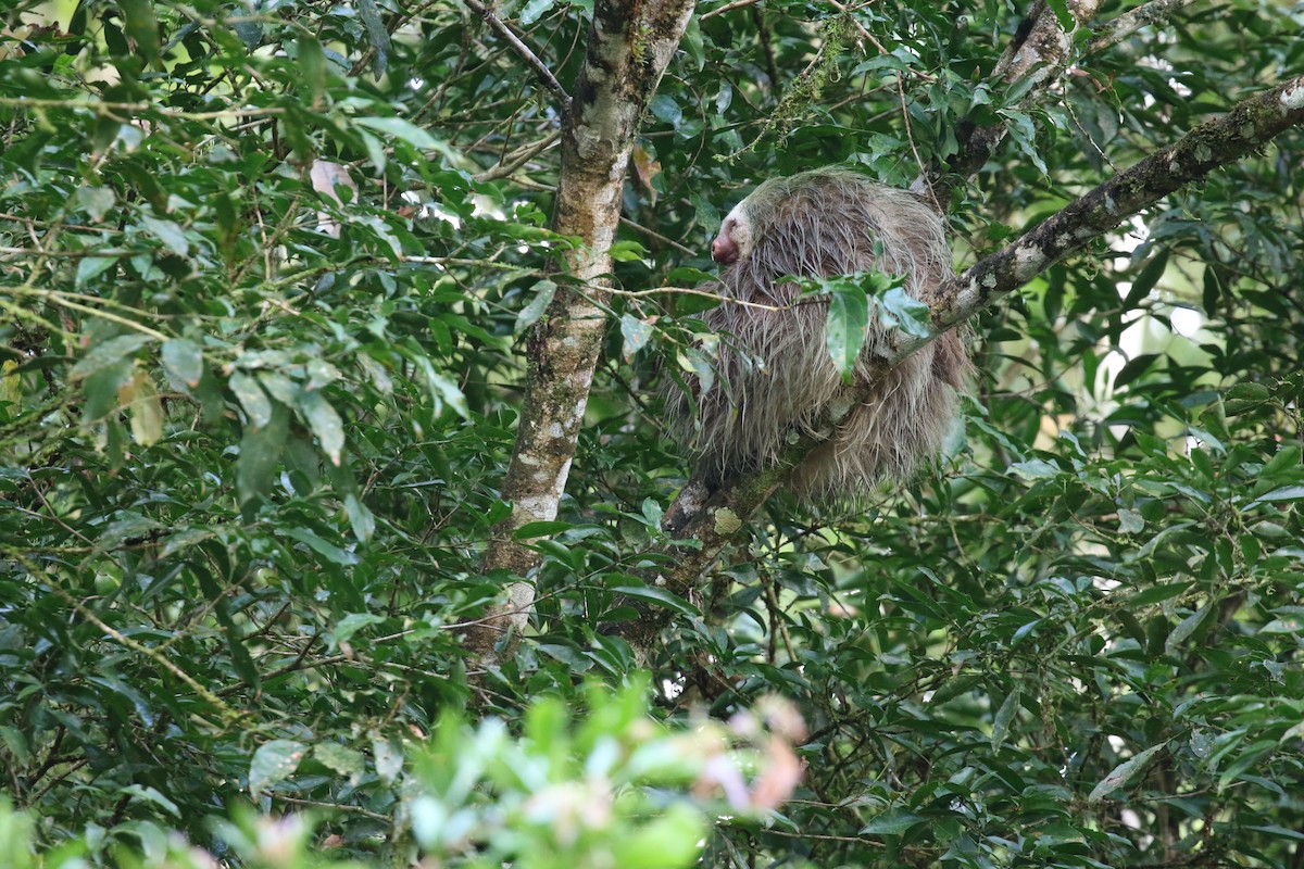 Hoffmann's Two-toed Sloth - ML650584230
