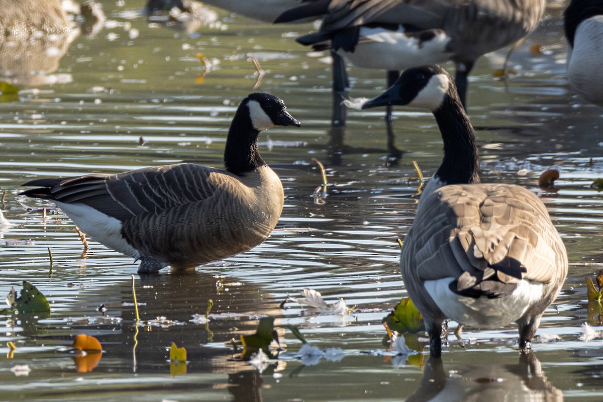 Cackling Goose - ML650584250