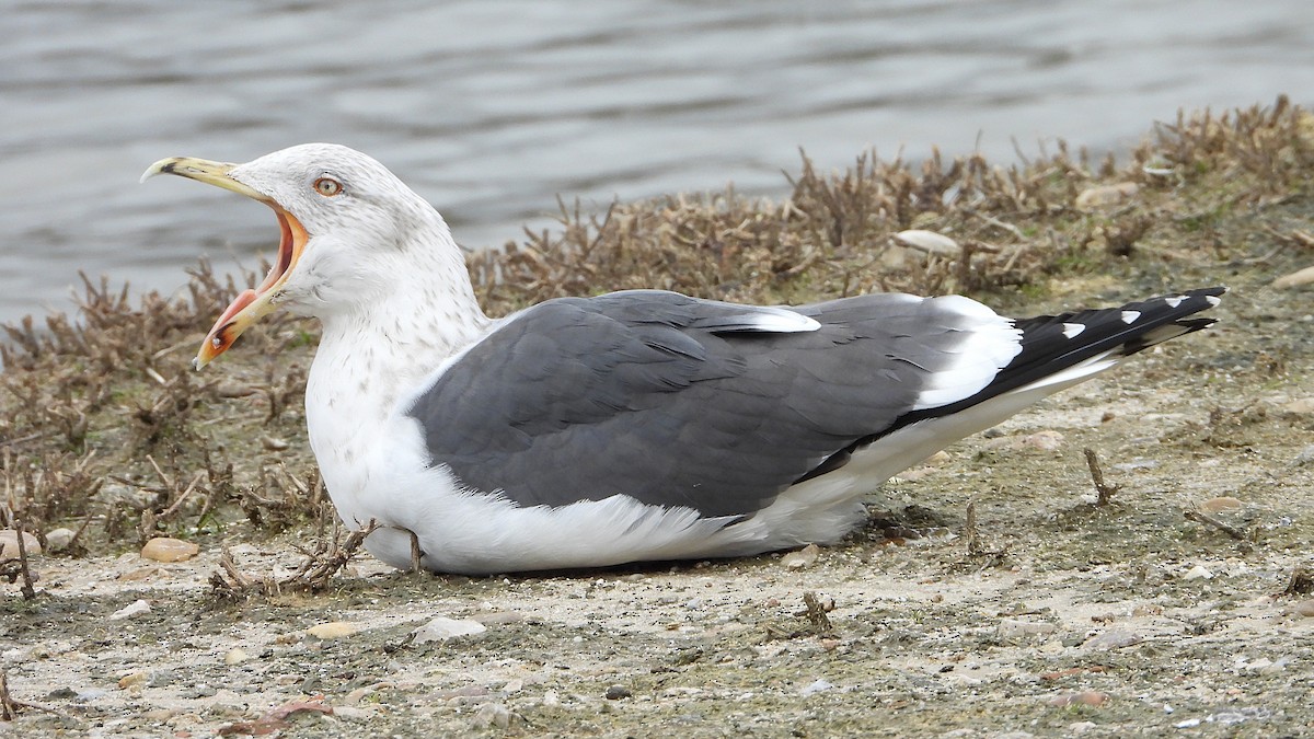 Kara Sırtlı Martı - ML650584389