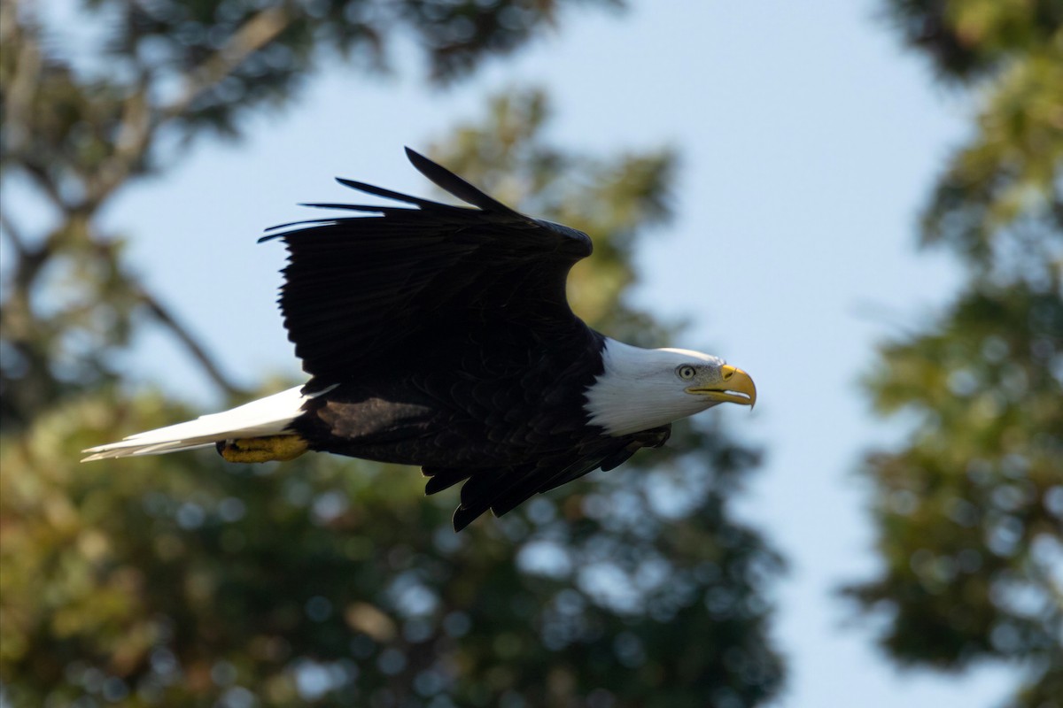 Bald Eagle - ML650584488