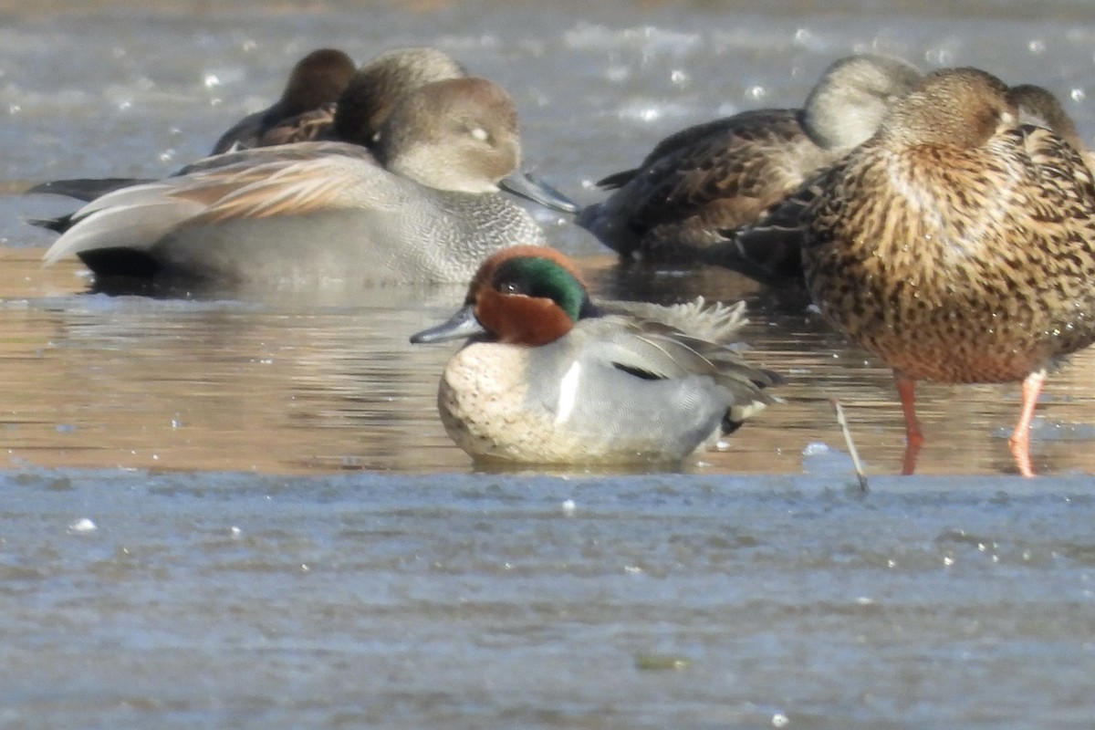 Green-winged Teal - ML650584895