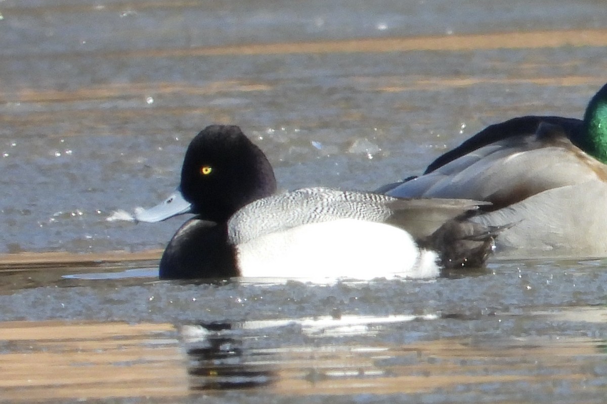 Lesser Scaup - ML650584936