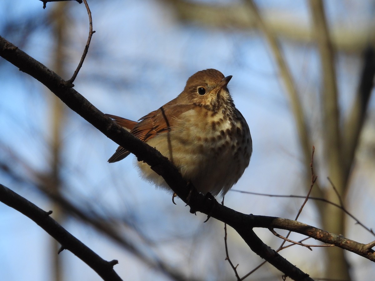 Hermit Thrush - ML650584961