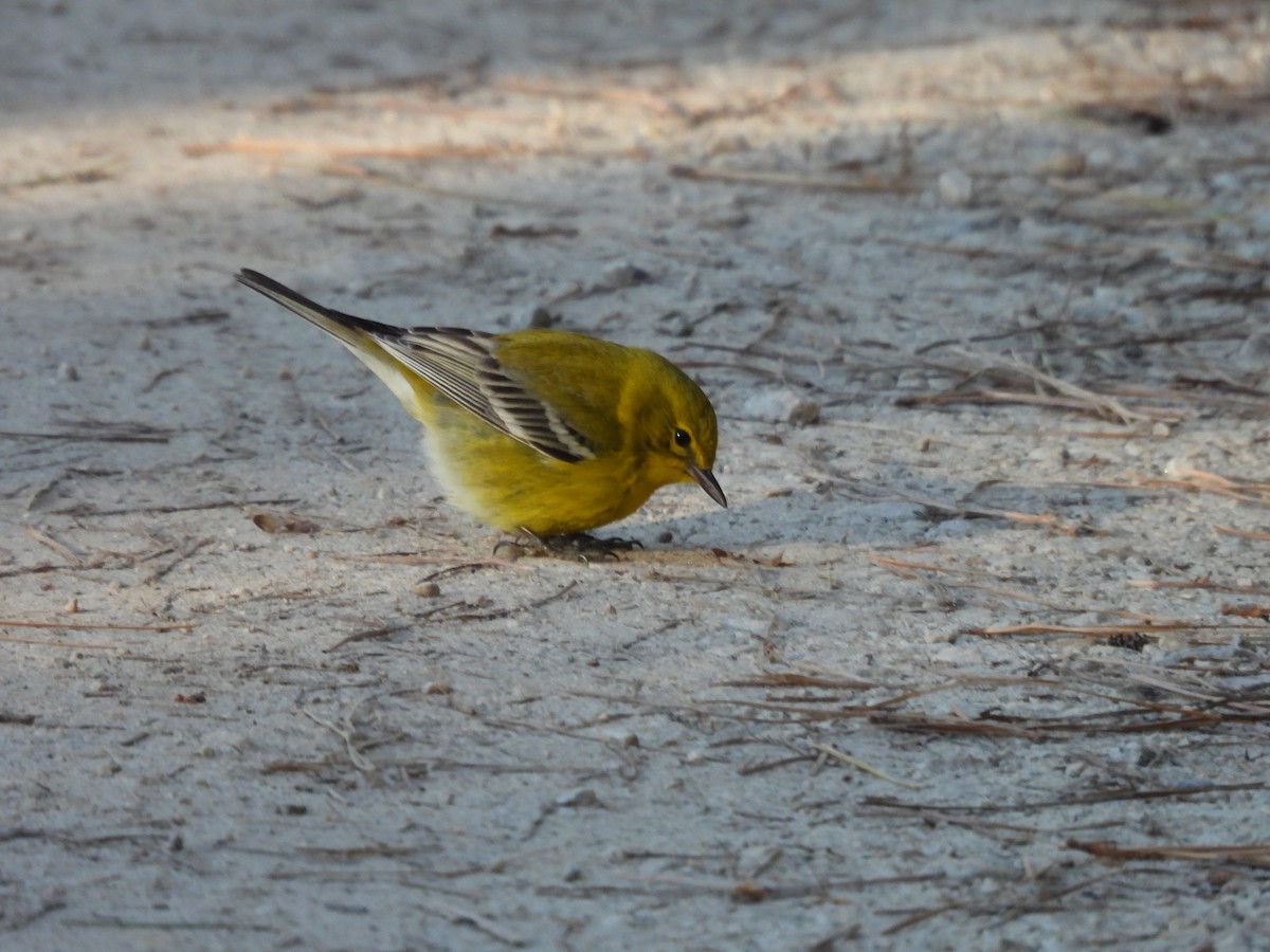 Pine Warbler - ML650584992