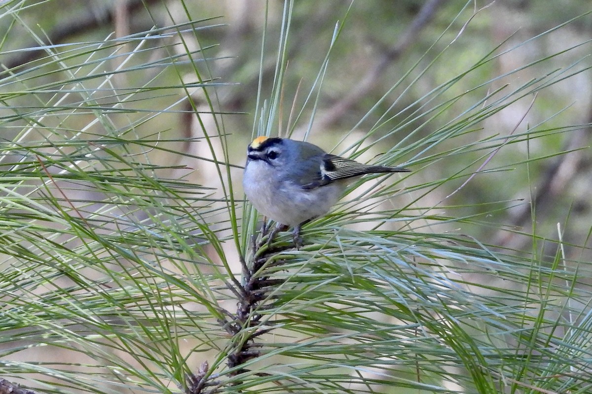 Golden-crowned Kinglet - ML650585011