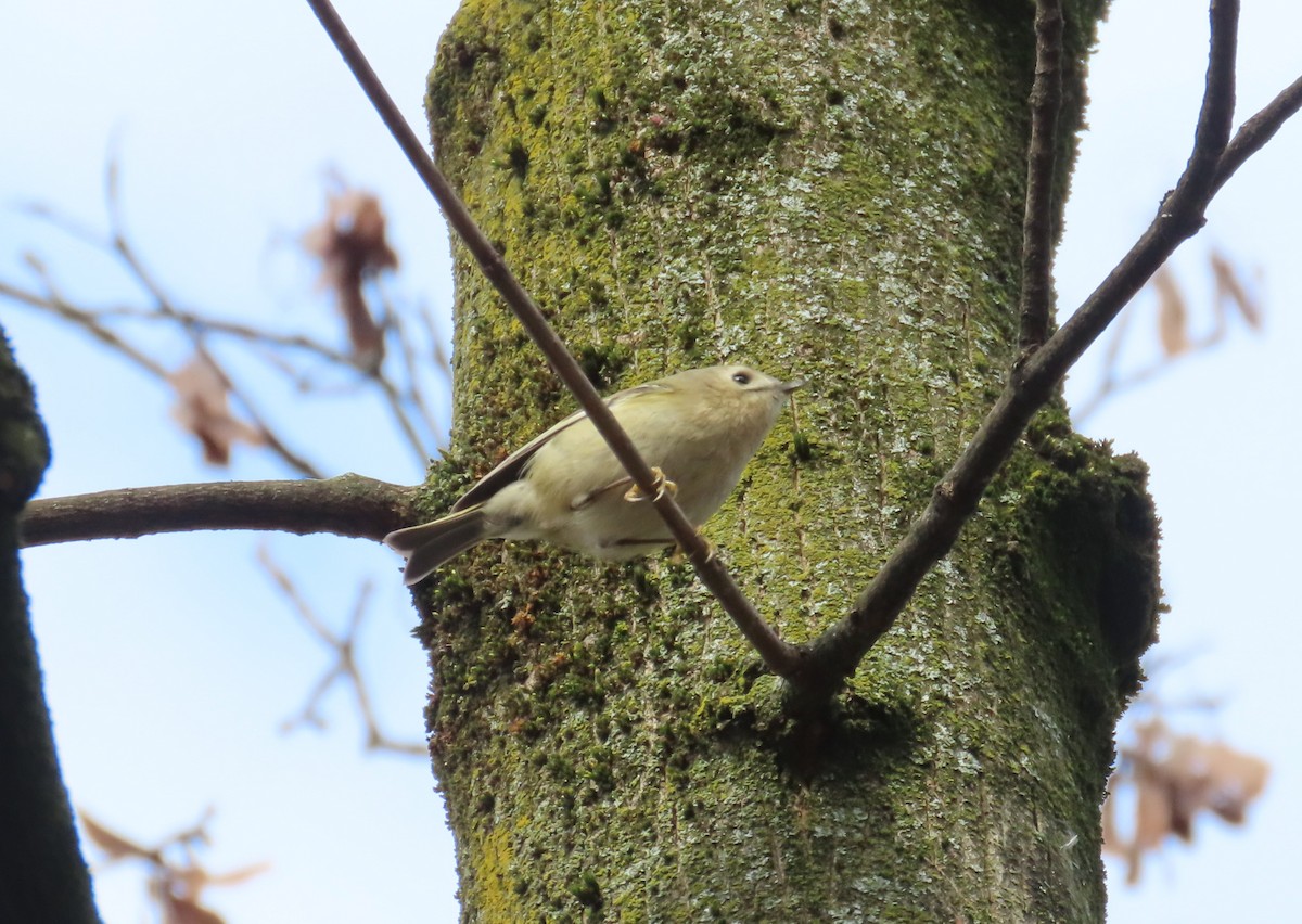 Wintergoldhähnchen - ML650585012