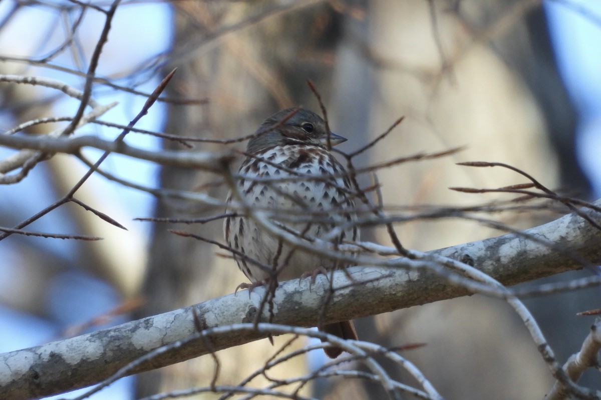 Fox Sparrow - ML650585034