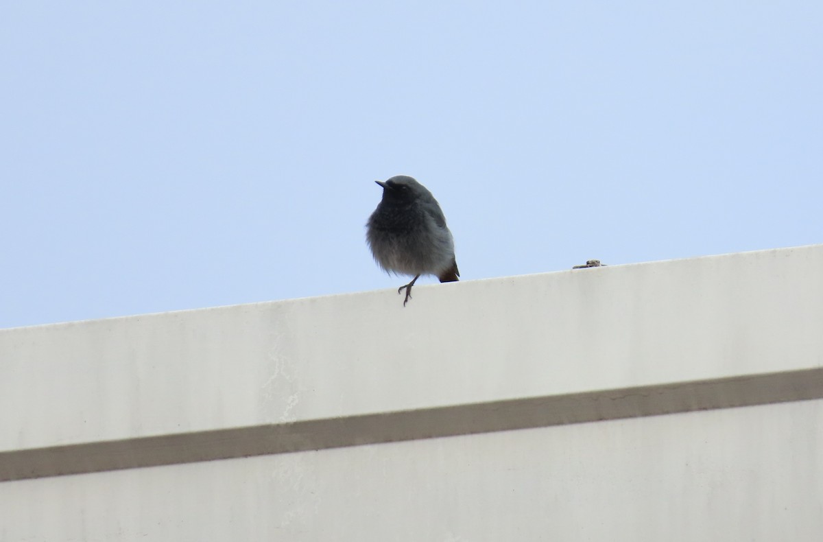 Hausrotschwanz - ML650585050