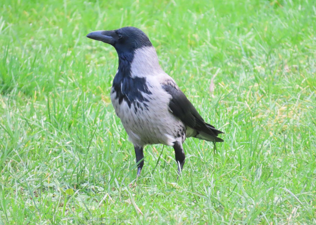 Nebelkrähe - ML650585072