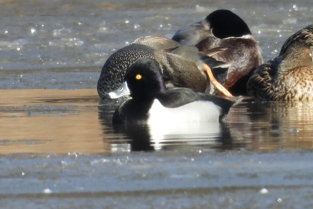 Ring-necked Duck - ML650585085