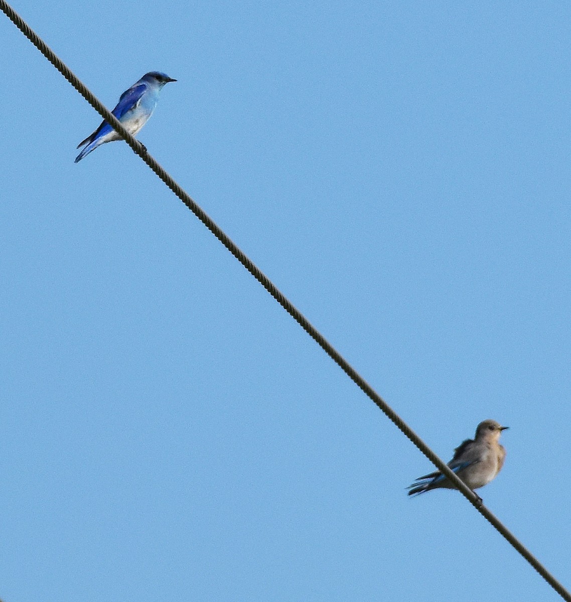 Mountain Bluebird - ML650585137