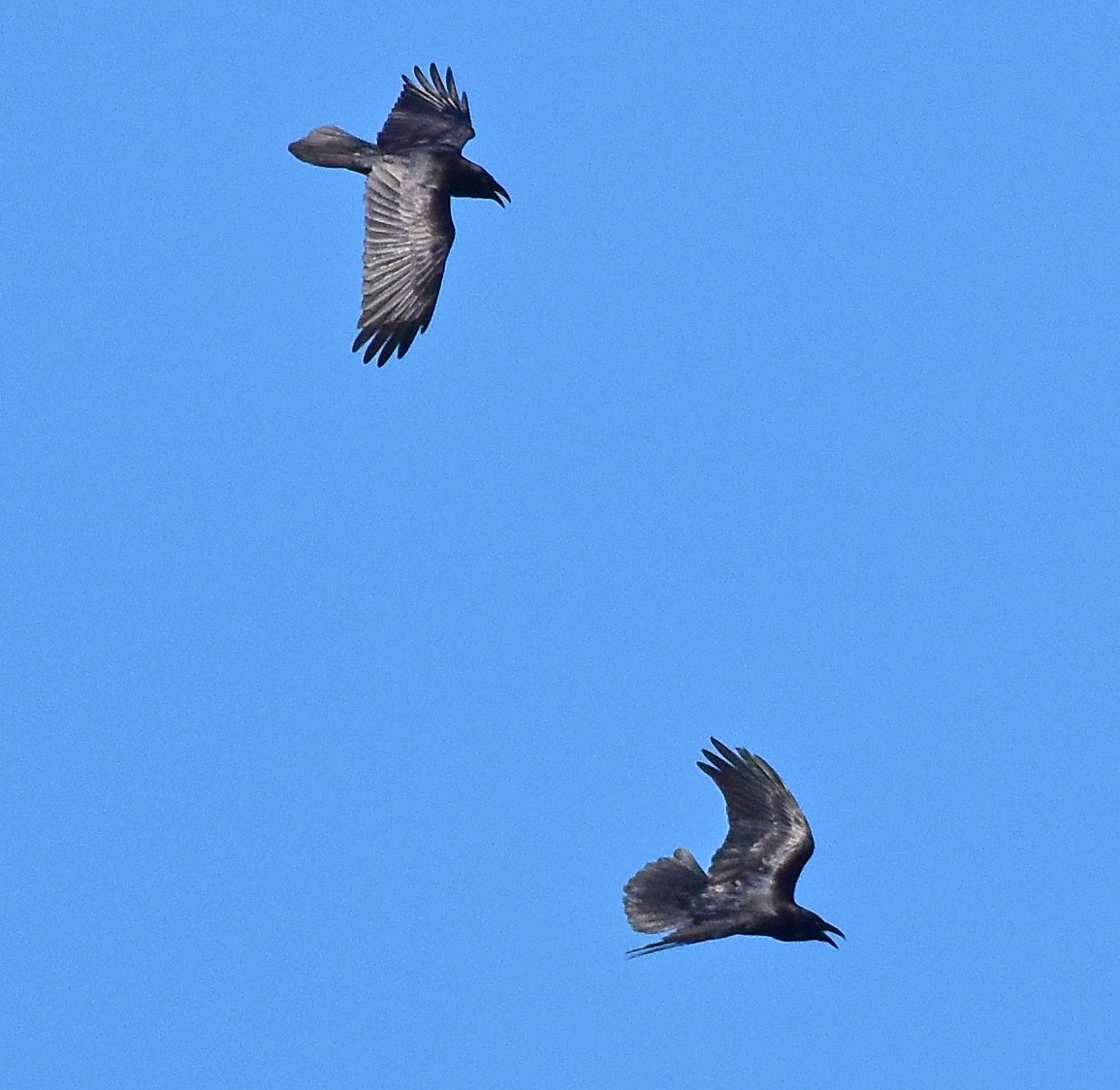 Common Raven - ML650585152