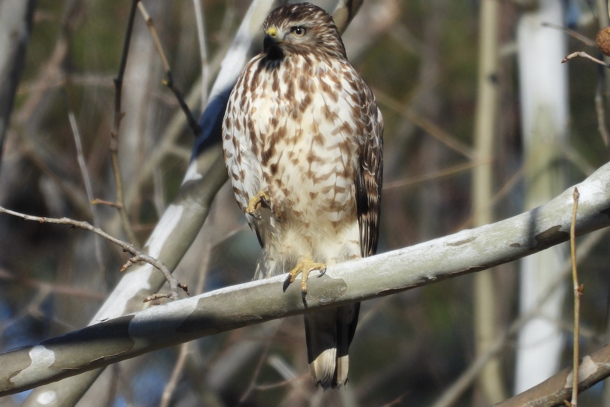 Red-shouldered Hawk - ML650585196