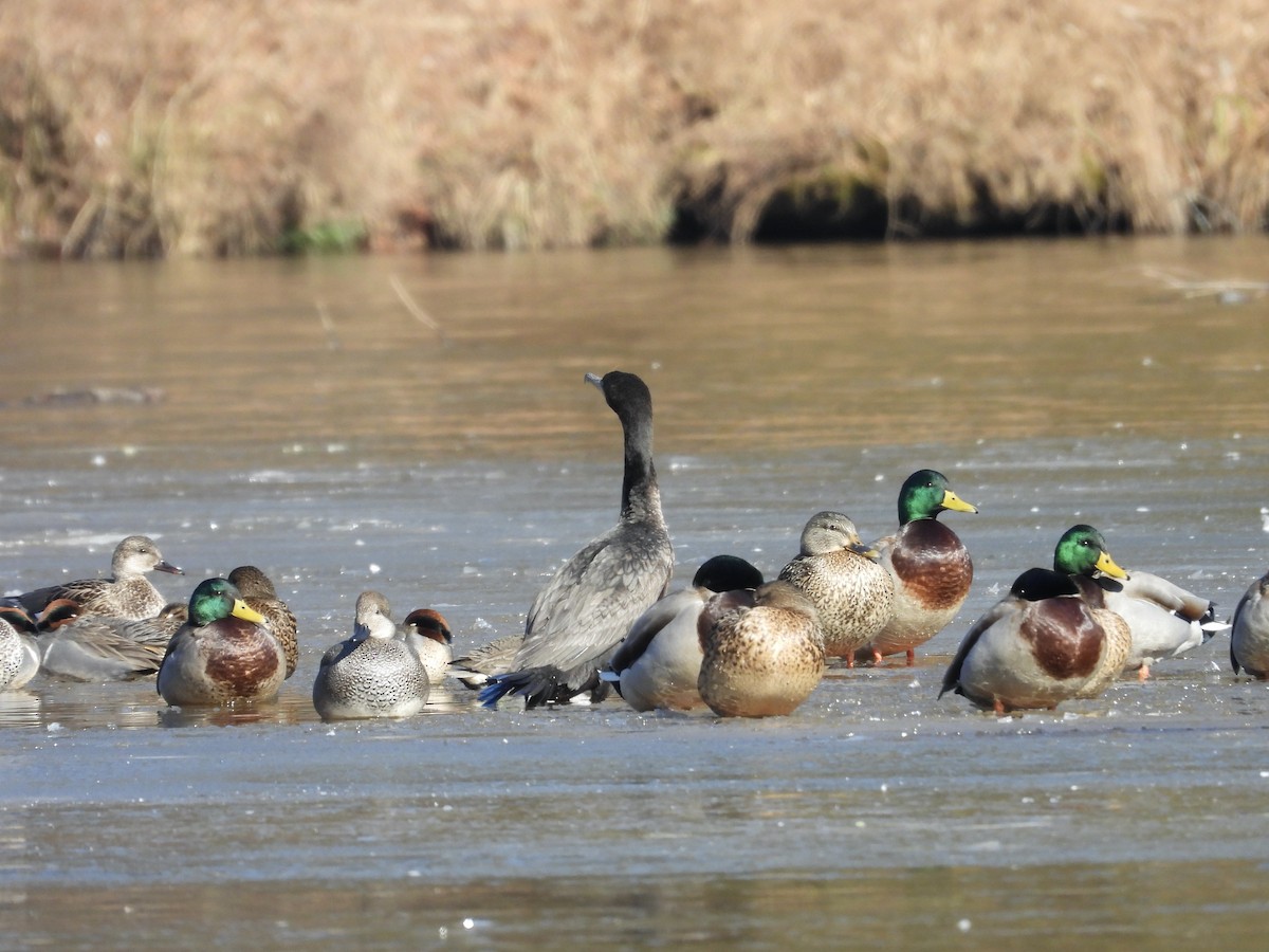 Double-crested Cormorant - ML650585265