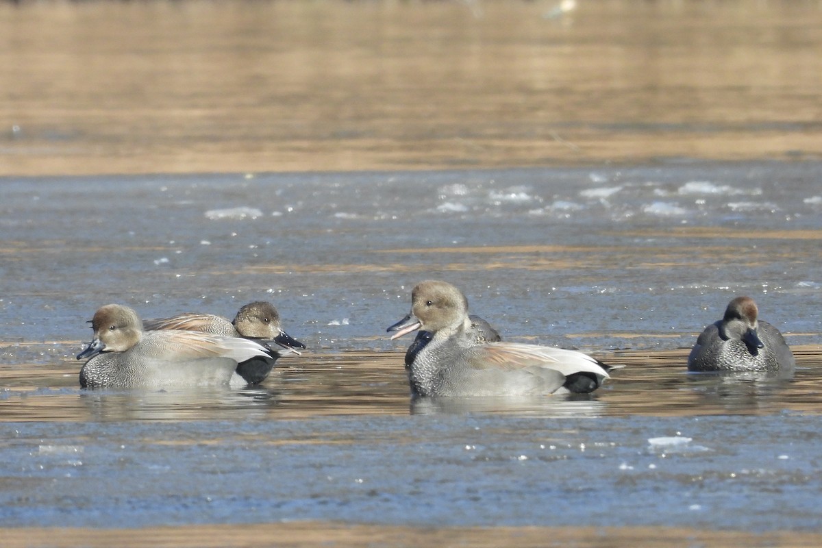 Gadwall - ML650585286