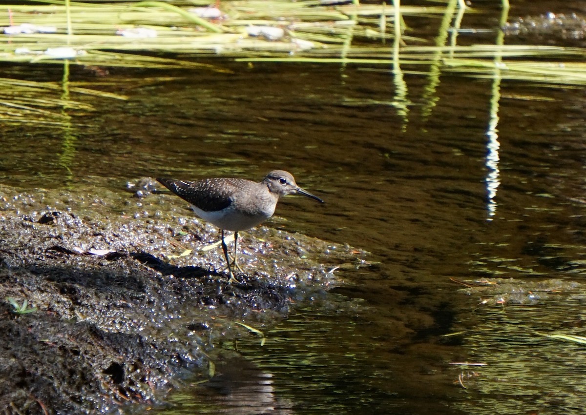 Einsiedelwasserläufer - ML650585314