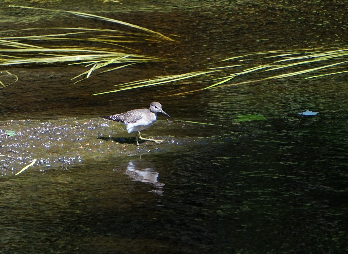 Einsiedelwasserläufer - ML650585315