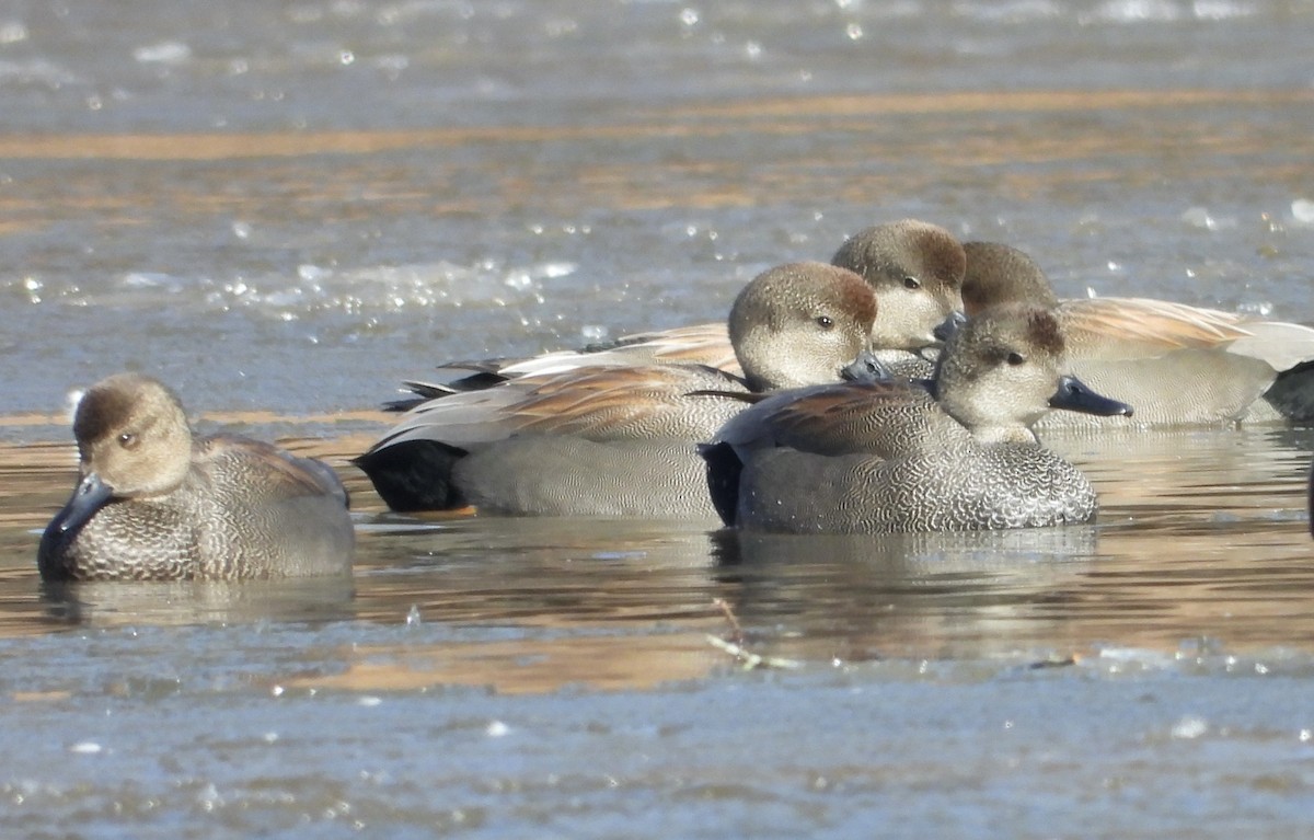 Gadwall - ML650585360