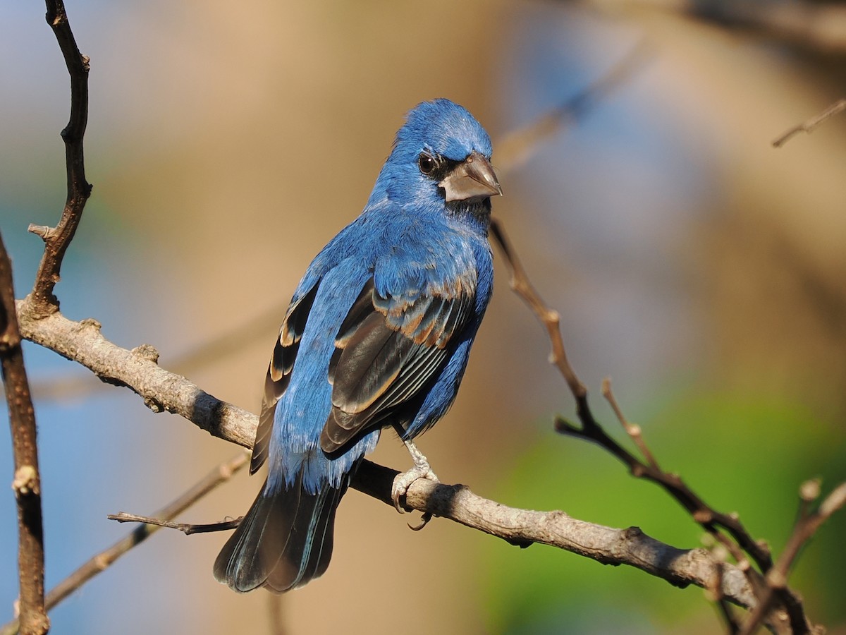 Mavi Çinte - ML650585398