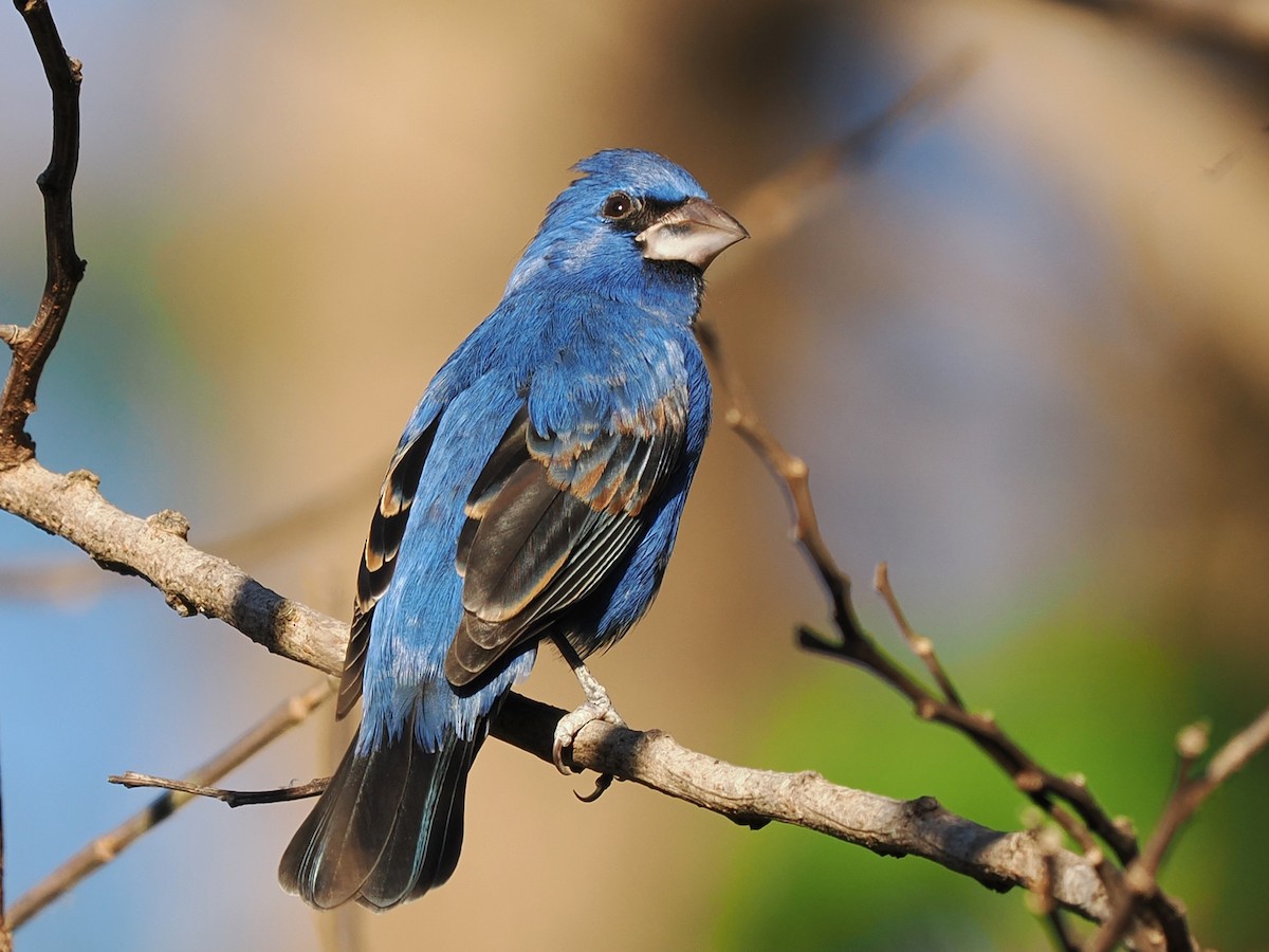 Mavi Çinte - ML650585399