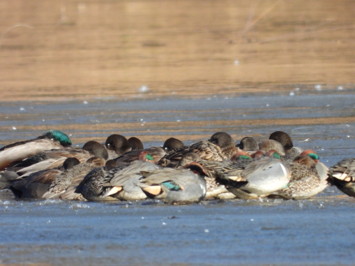Green-winged Teal - ML650585477