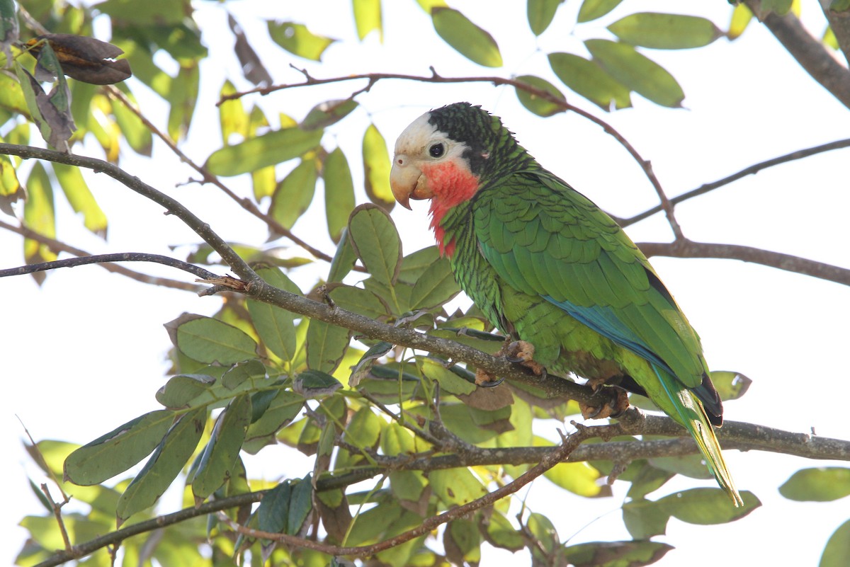 Cuban Parrot - ML65058551