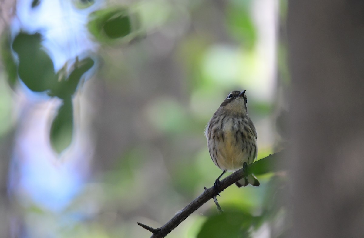 סבכון הכתר - ML650585539