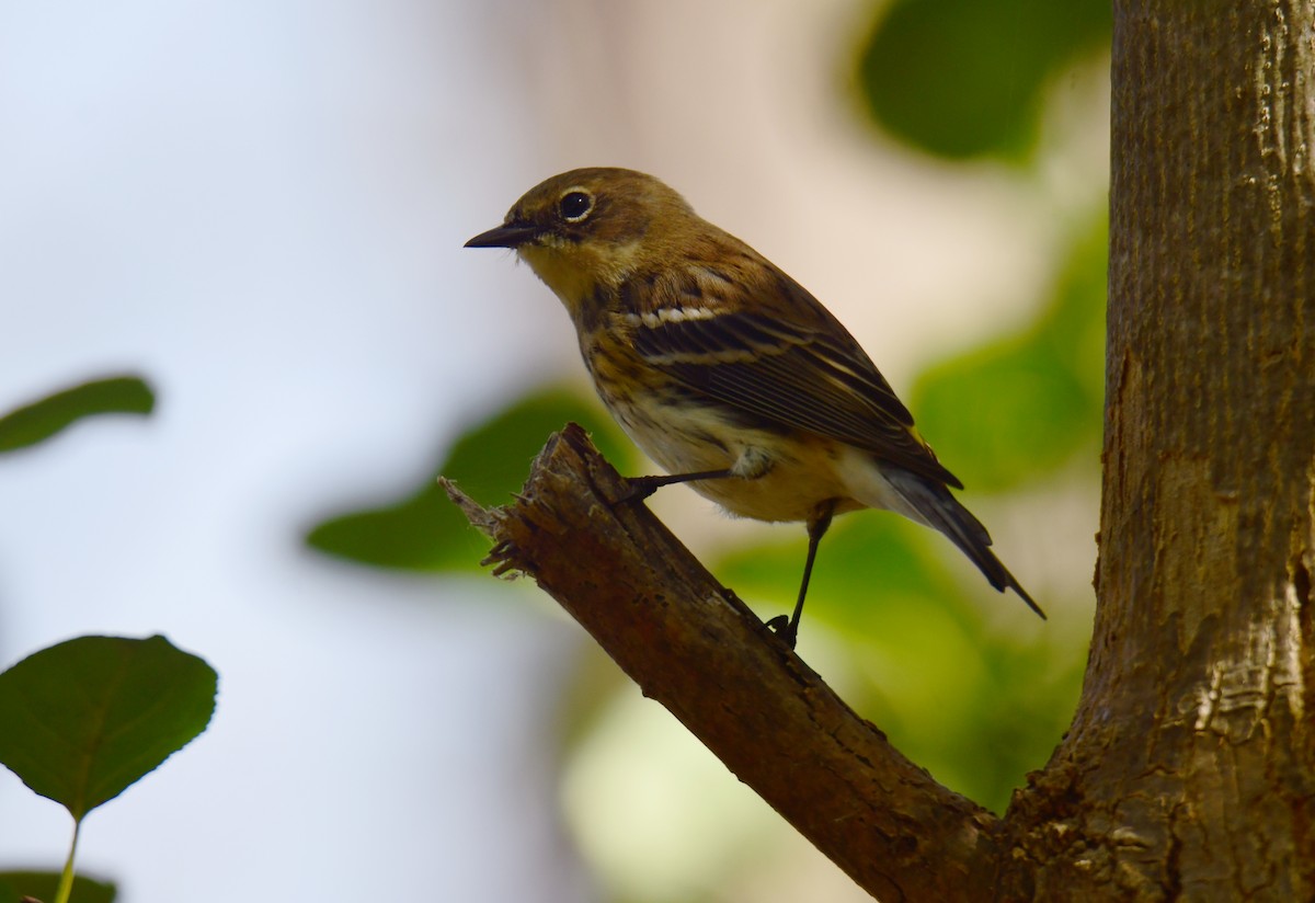 סבכון הכתר - ML650585540
