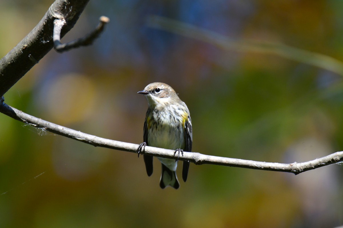 סבכון הכתר - ML650585541