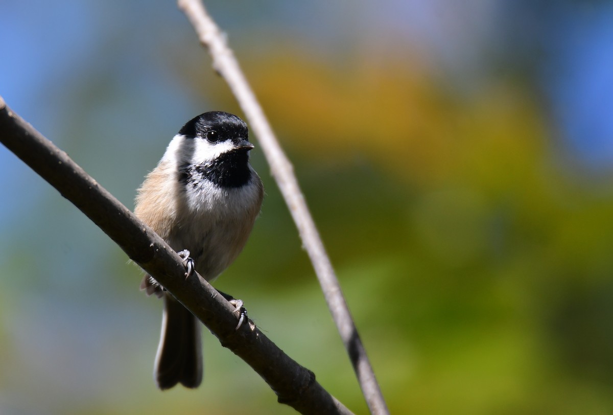 Black-capped Chickadee - ML650585579